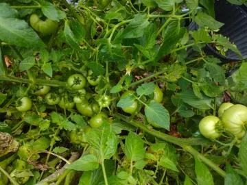 [Hearth.com] 2025 Garden Thread