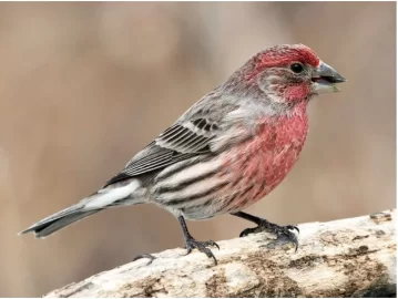 [Hearth.com] Goldfinch's in PEI
