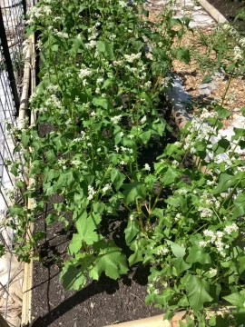 [Hearth.com] 2025 Garden Thread