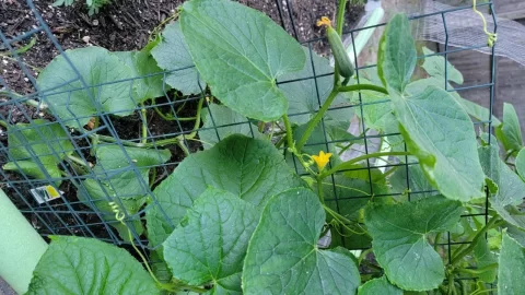 [Hearth.com] 2025 Garden Thread