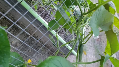[Hearth.com] 2025 Garden Thread