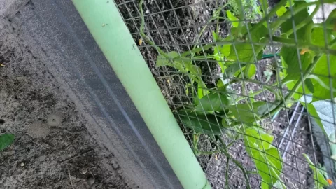 [Hearth.com] 2025 Garden Thread