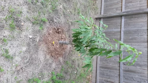 [Hearth.com] 2025 Garden Thread
