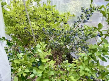 [Hearth.com] Berries