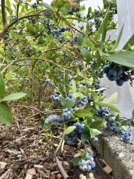 [Hearth.com] Berries