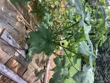 [Hearth.com] 2025 Garden Thread