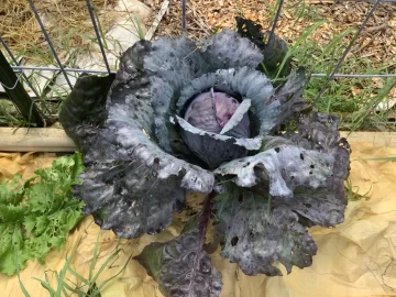 [Hearth.com] 2025 Garden Thread