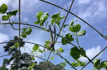 [Hearth.com] 2025 Garden Thread