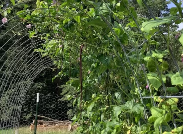 [Hearth.com] 2025 Garden Thread