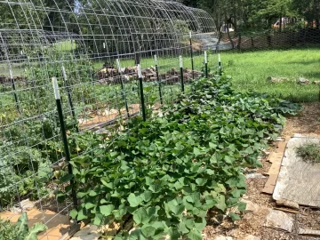 [Hearth.com] 2025 Garden Thread