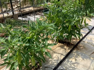 [Hearth.com] 2025 Garden Thread