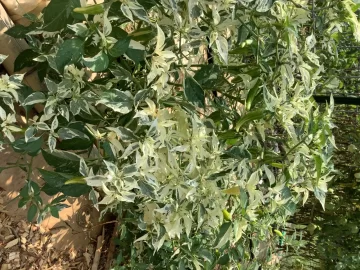 [Hearth.com] 2025 Garden Thread