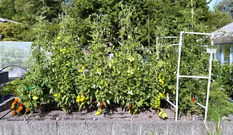 [Hearth.com] 2025 Garden Thread