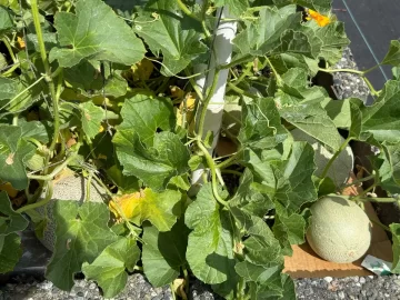 [Hearth.com] 2025 Garden Thread