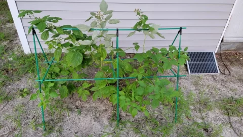 [Hearth.com] 2025 Garden Thread