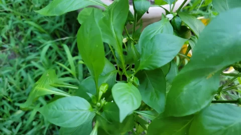 [Hearth.com] 2025 Garden Thread
