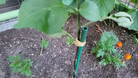 [Hearth.com] 2025 Garden Thread