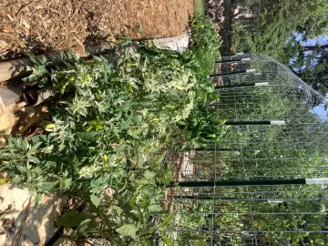 [Hearth.com] 2025 Garden Thread