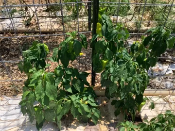 [Hearth.com] 2025 Garden Thread