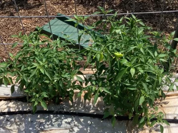 [Hearth.com] 2025 Garden Thread