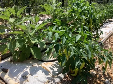 [Hearth.com] 2025 Garden Thread