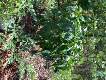 [Hearth.com] 2025 Garden Thread