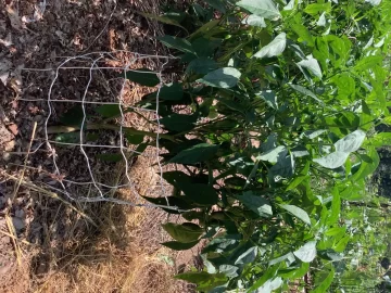 [Hearth.com] 2025 Garden Thread