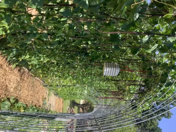 [Hearth.com] 2025 Garden Thread