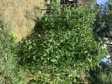 [Hearth.com] 2025 Garden Thread