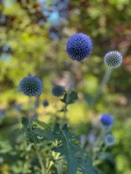 [Hearth.com] 2025 Garden Thread