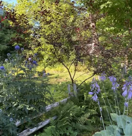 [Hearth.com] 2025 Garden Thread