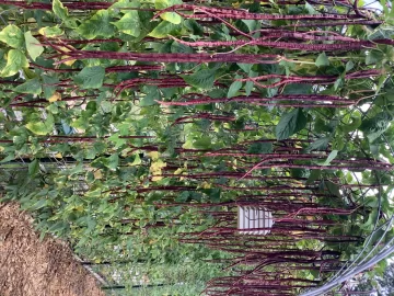 [Hearth.com] 2025 Garden Thread