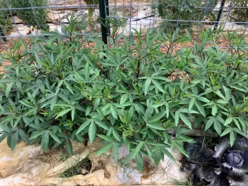 [Hearth.com] 2025 Garden Thread