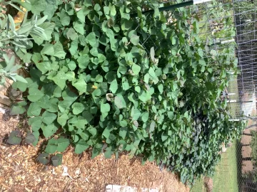 [Hearth.com] 2025 Garden Thread