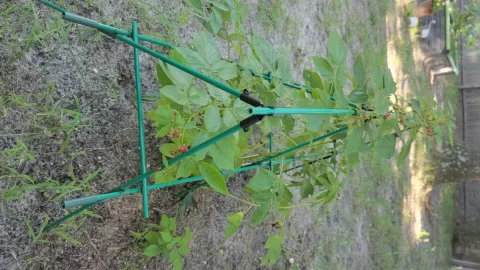 [Hearth.com] 2025 Garden Thread