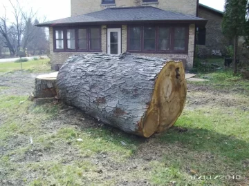 [Hearth.com] This was one BIG Tree
