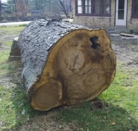 [Hearth.com] This was one BIG Tree
