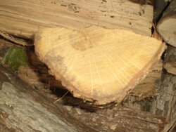 What is eating my wood?