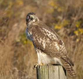 [Hearth.com] Caught a Hawk today......