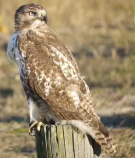 [Hearth.com] Caught a Hawk today......