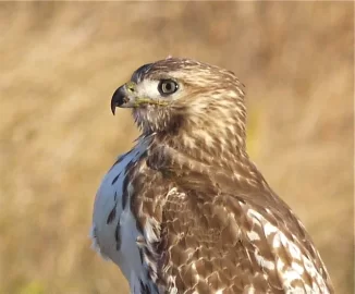 [Hearth.com] Caught a Hawk today......