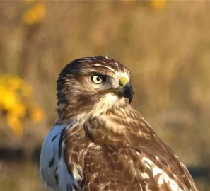 [Hearth.com] Caught a Hawk today......