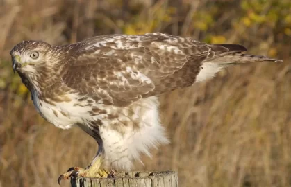 [Hearth.com] Caught a Hawk today......
