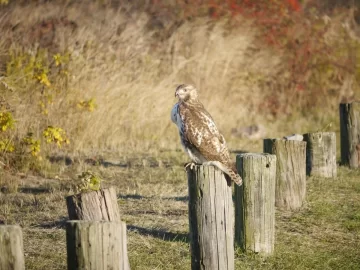 [Hearth.com] Caught a Hawk today......