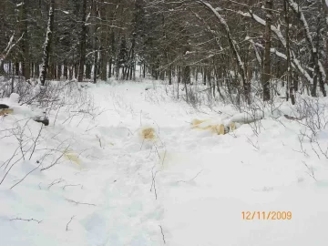 [Hearth.com] 2009 First Snow Fall