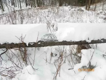 [Hearth.com] 2009 First Snow Fall