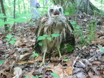 [Hearth.com] Caught a Hawk today......