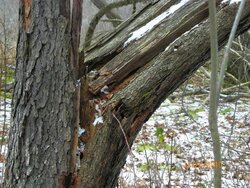 Rotten Beech Over The Trail