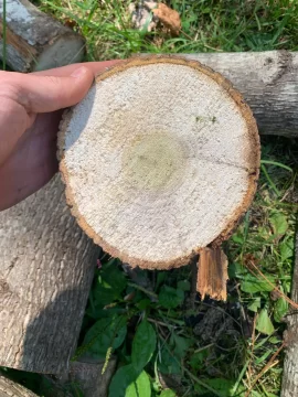 [Hearth.com] Lightning downed tulip poplar limbs seem a little punky? worth processing and burning ?