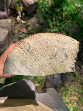 [Hearth.com] Lightning downed tulip poplar limbs seem a little punky? worth processing and burning ?